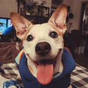 google avatar