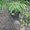 Photo of Naran P.