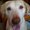 Photo of Cherri G.