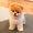 Photo of Anh H.