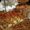 Photo of Creme C.