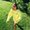 Photo of Alondra L.