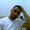 Photo of Ahmad O.