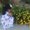 Photo of Anusha R.