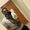 Photo of Brandon Pippen