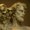 Photo of Bacchanalia L.