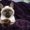 Photo of Cherie S.