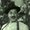 Photo of Misterbaccia G.