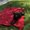 Photo of Leah M.