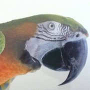 google avatar