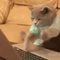Fast Typing Cat X.