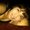 Photo of Lori S.