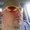Photo of Chris A.