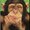 Photo of Monkey s.
