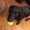 Photo of Blacklab G.