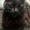 Photo of Loki