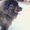 Photo of Navid M.