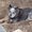 Photo of Woof B.
