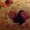Photo of Alane L.