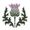Photo of Wandering Thistle S.