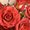 Photo of Rose T.