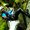 Photo of Tanishq B.