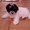 Photo of Shung T.