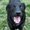 Photo of Shadow T.