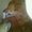 Photo of M T.