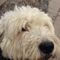 Bennett L. profile picture