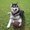 Photo of Woof A.