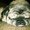 Photo of Bubbles M.
