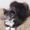 Photo of Kumo V.