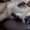 Photo of Tonkinese O.