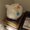 Photo of Tao Y.