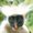 Photo of Monkey K.