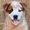 Photo of BlueDog R.