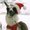 Photo of Llama B.