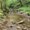 Photo of Shoal Creek O.