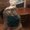 Photo of Sheep S.