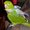 Photo of Dr. Sepi F.