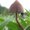 Photo of Freedumb X.