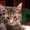 Photo of Rufus O.