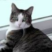 google avatar