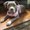 Photo of Dog Training Collars By R.