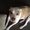 Photo of Shasta P.