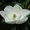 Photo of Lynne S.