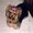 Photo of Roxana C.