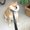 Photo of AceTheDoge