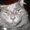 Photo of Kitten S.